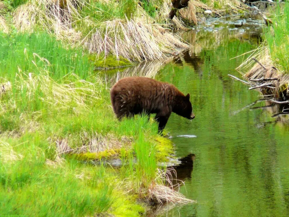 bear-staring-at-his-reflection-in-water