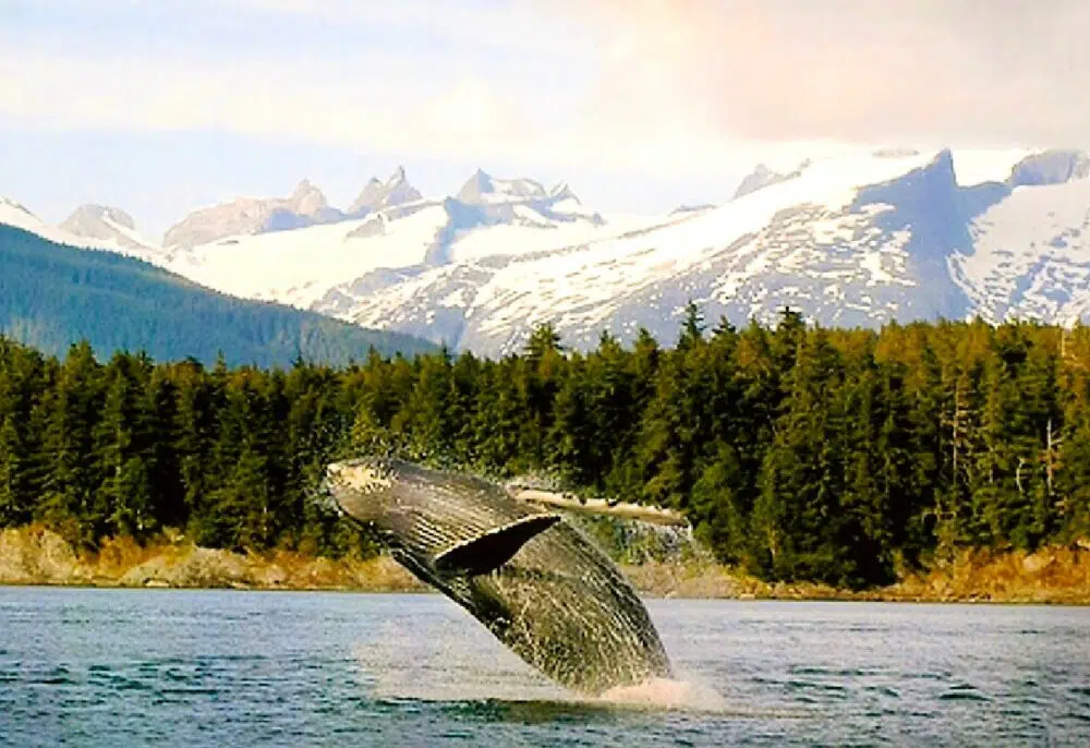 whale-watching-alaska
