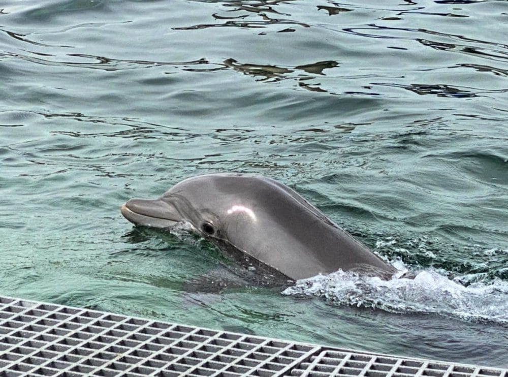 mississippi aquarium bottlenose dolphin