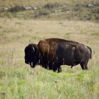 american-bison-flint-hills-kansas