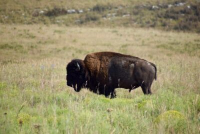 american-bison-flint-hills-kansas