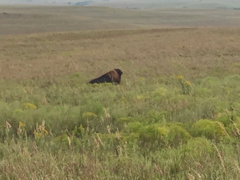 Exploring the Tallgrass Prairie National Preserve will be a highlight on your road trip through the Flint Hills of Kansas.