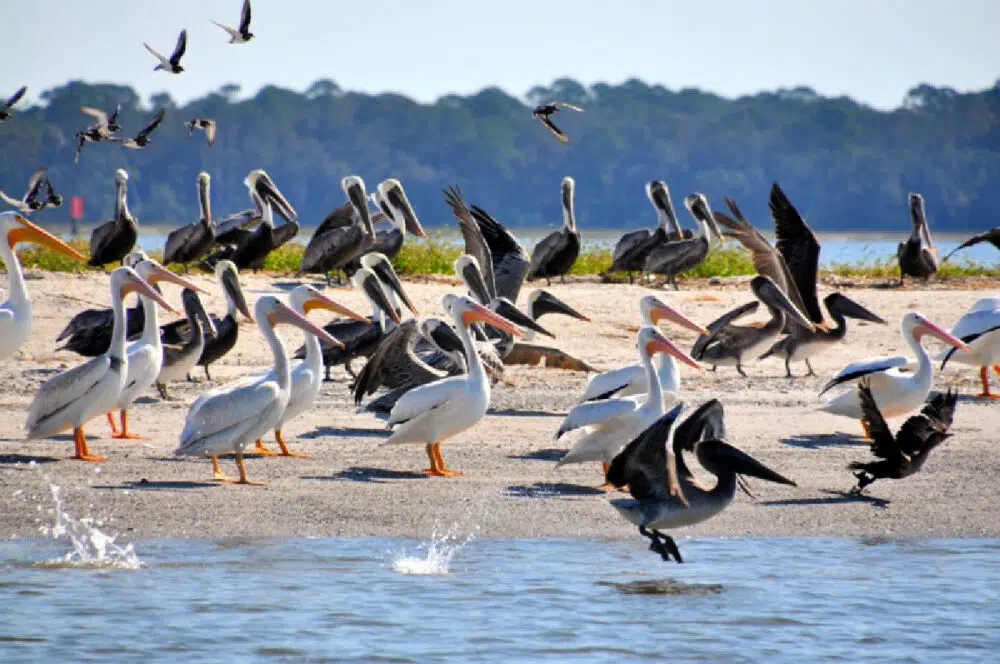 golden-isles-beach-pelicans