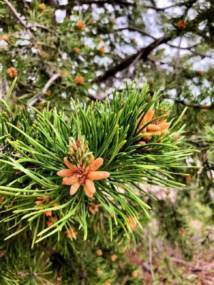 colorado-nature-pine