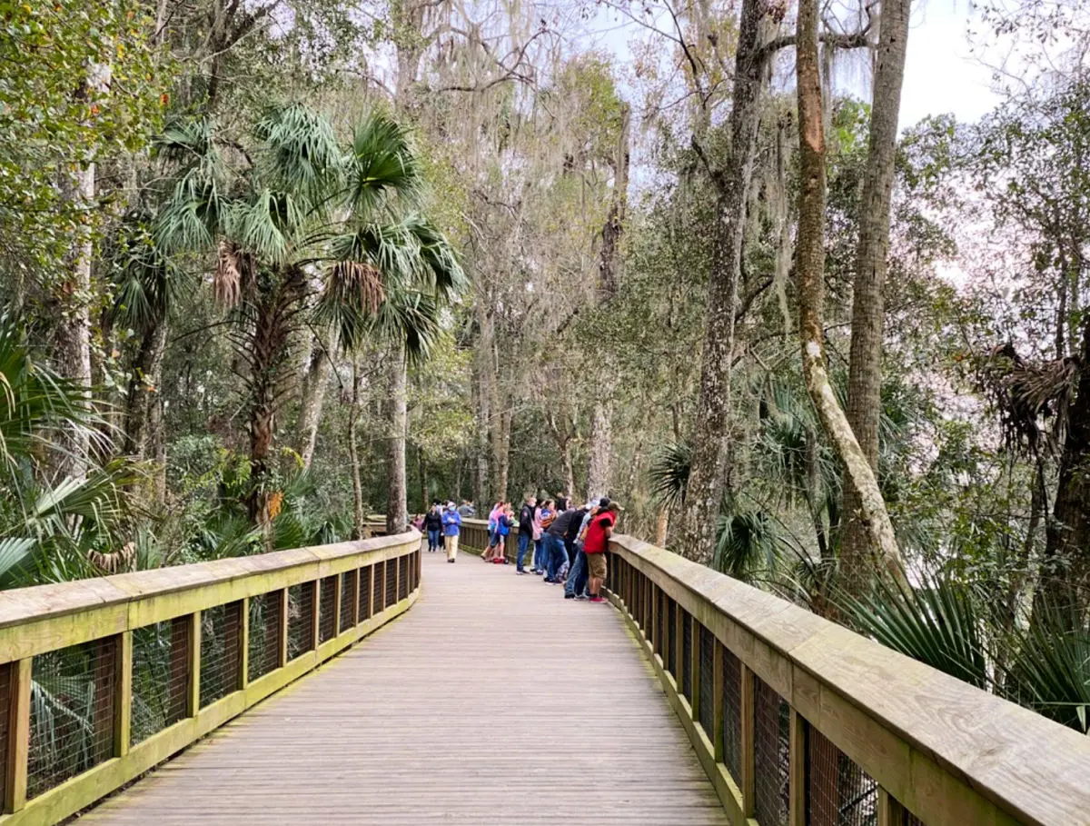 manatee-viewing-at-blue-spring-state-park-boardwalk