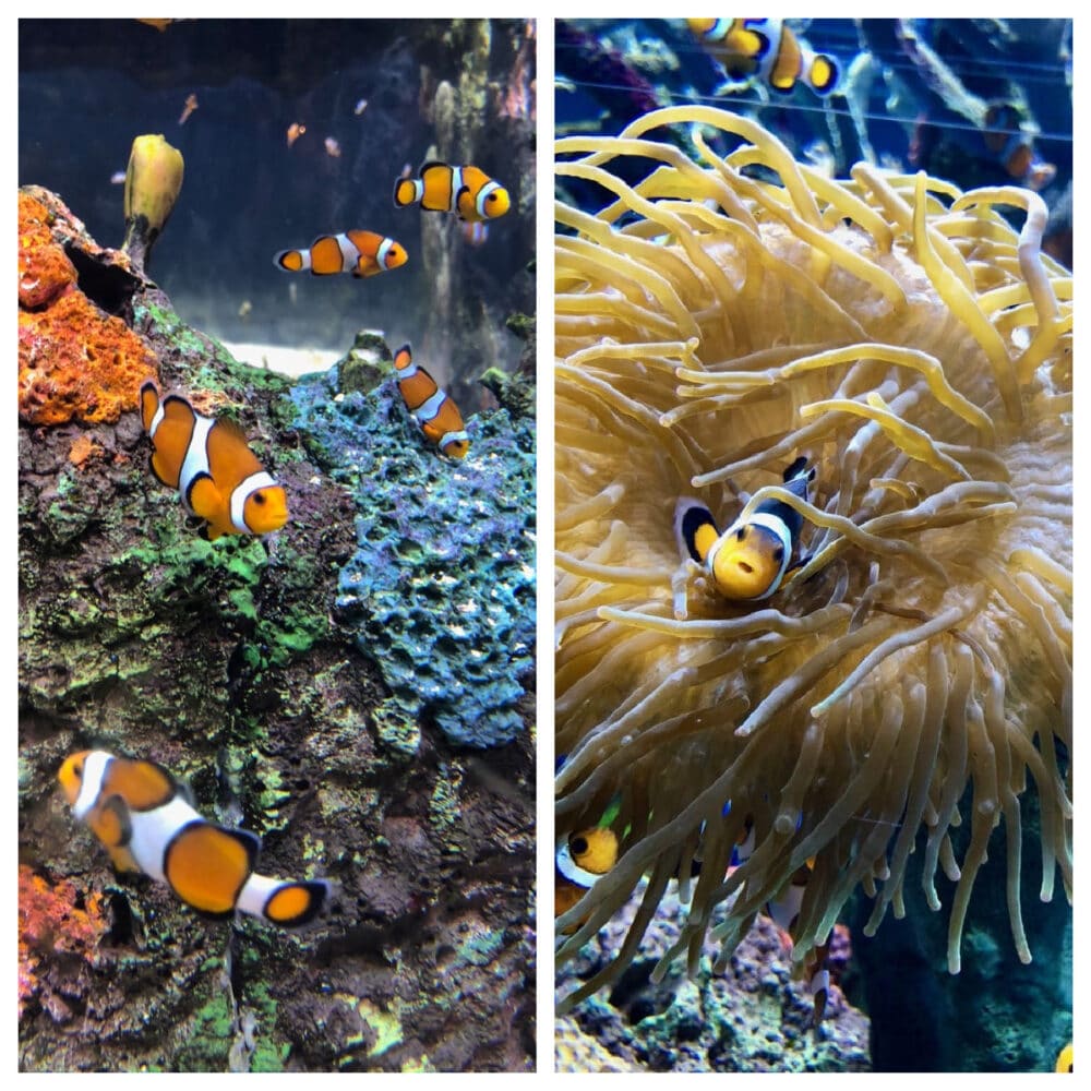 wonders-of-wildlife-aquarium