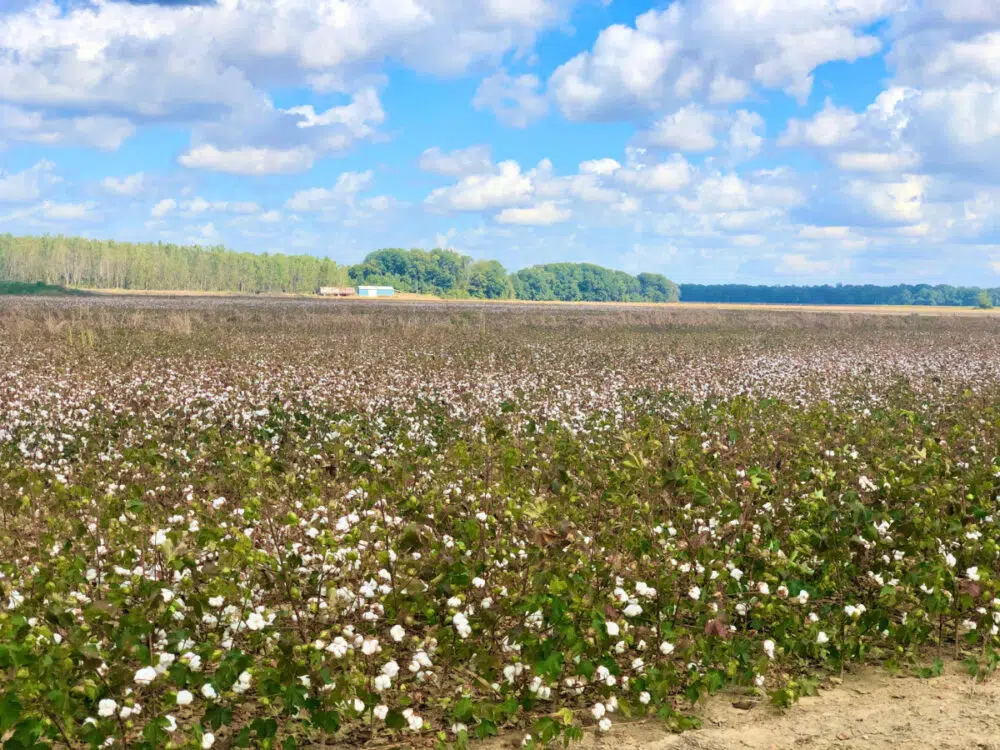 field-of-cotton-mississippi-delta