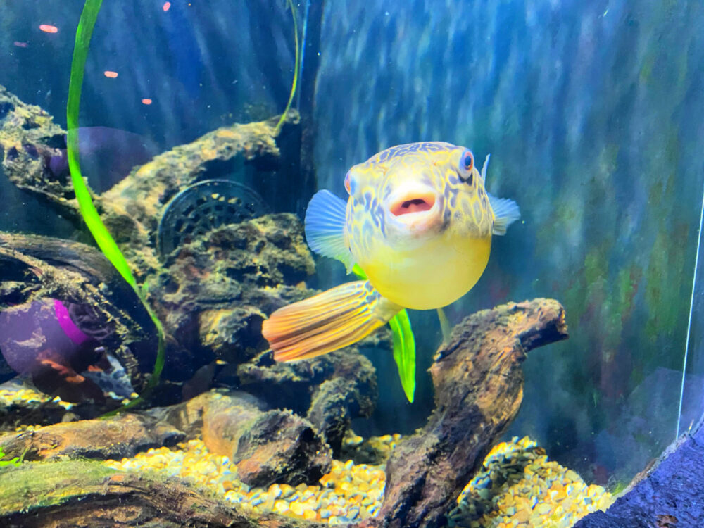 colorful-fish-in-aquarium