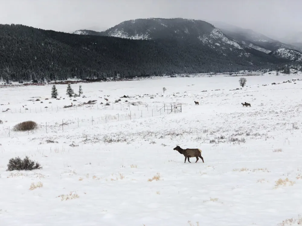 rocky-mountain-national-park-elk