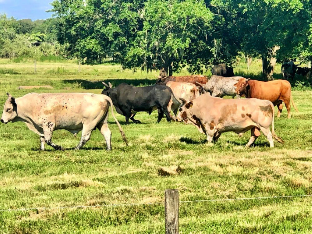 bulls-at-river-ranch