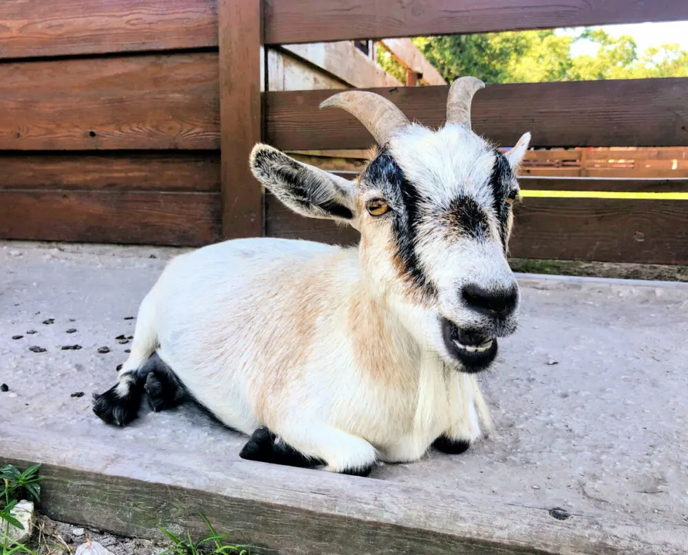 petting-zoo-westgate-river-ranch