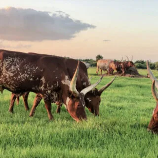 texas-longhorns-in-florida