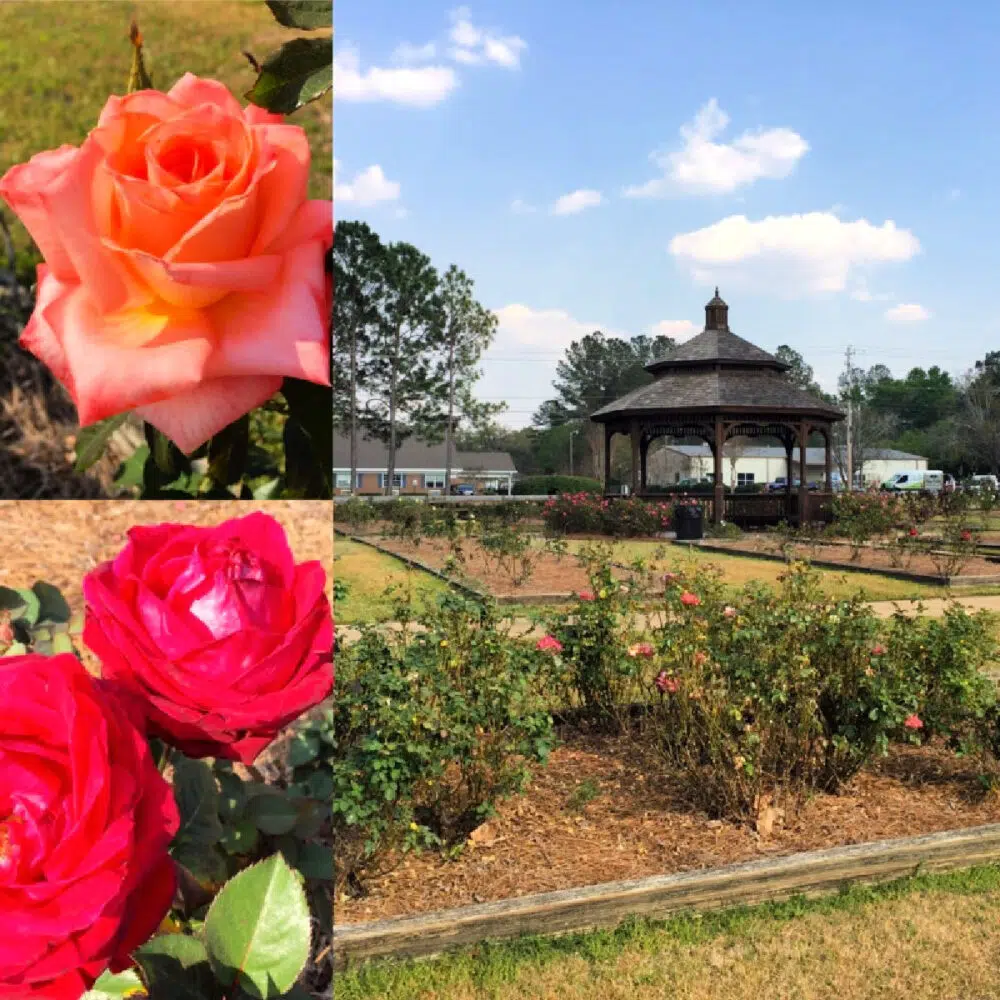 thomasville-rose-garden