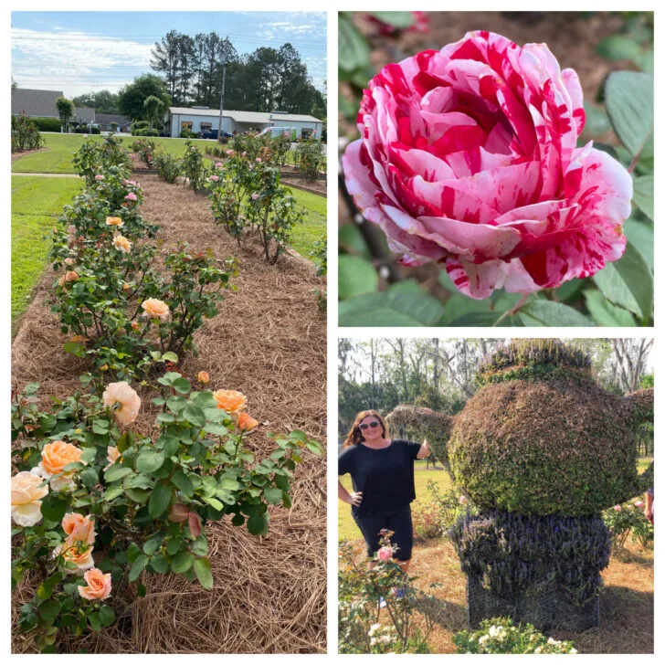 thomasville-rose-garden