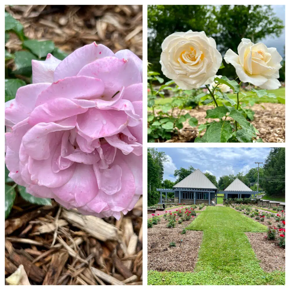 huntington-ritter-park-rose-garden