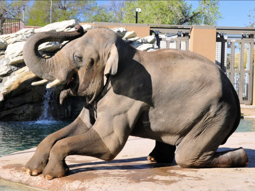 elephant-kneeling-down