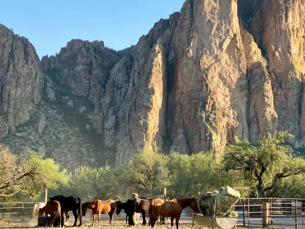 saguaro-lake-ranch-horses