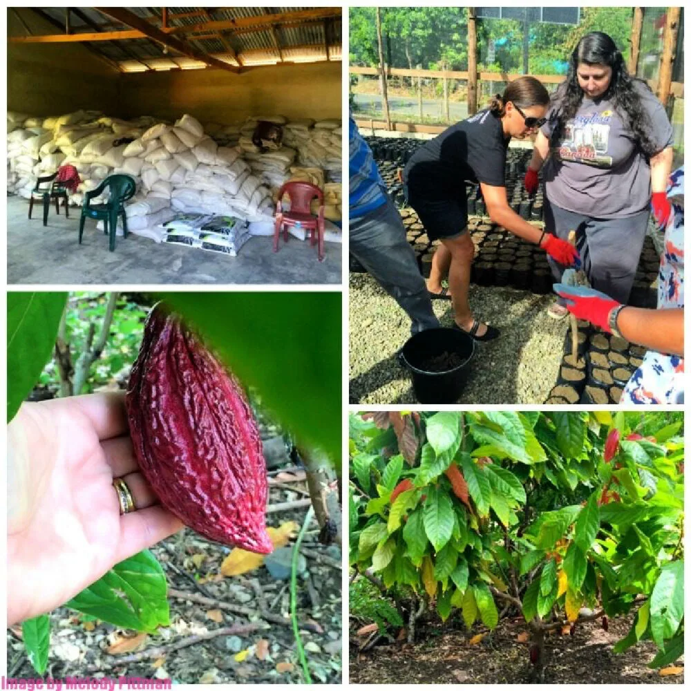 cacao-dominican-republic