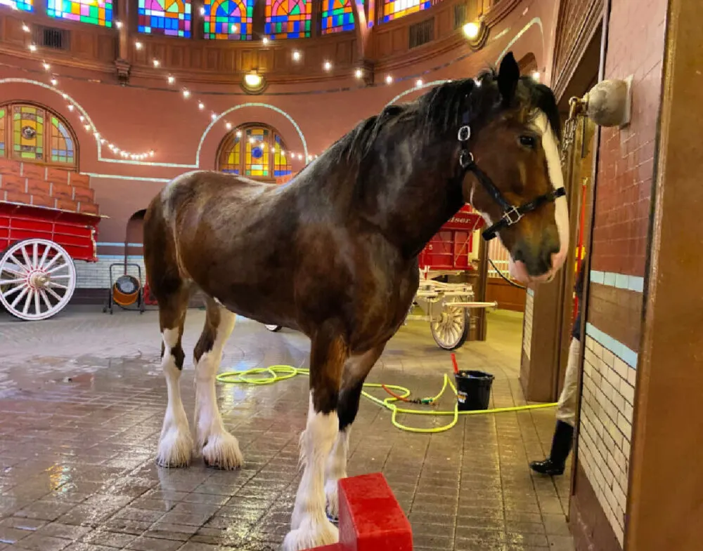 clydesdale-horse-getting-bathed