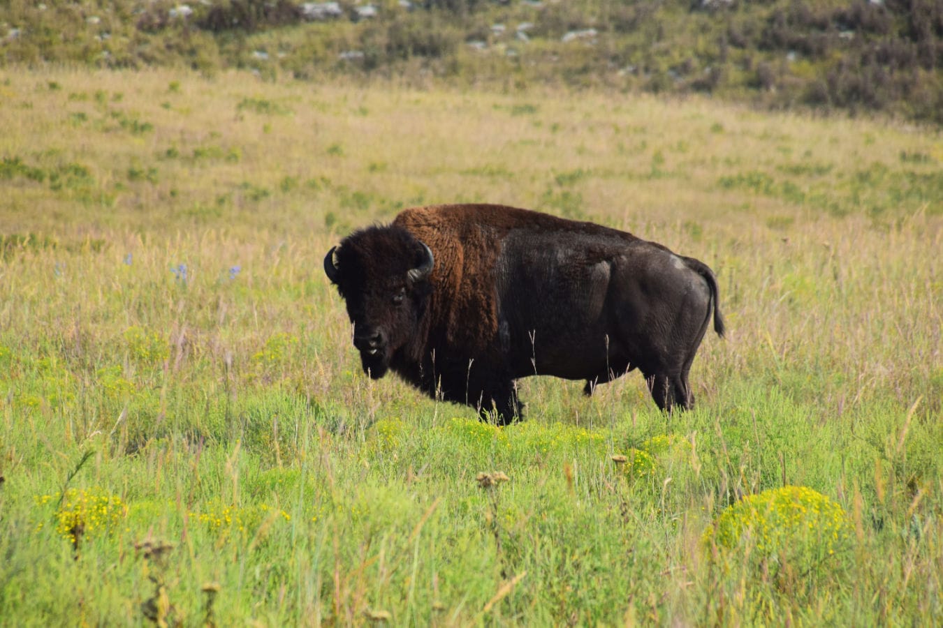 bison-at-flint-hills-kansas