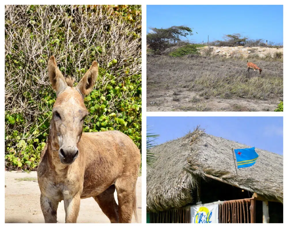 donkeys-and-wildlife-aruba