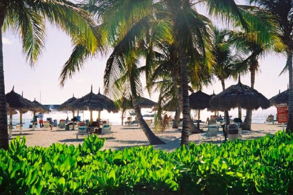 palm-trees-and-beach-in-aruba