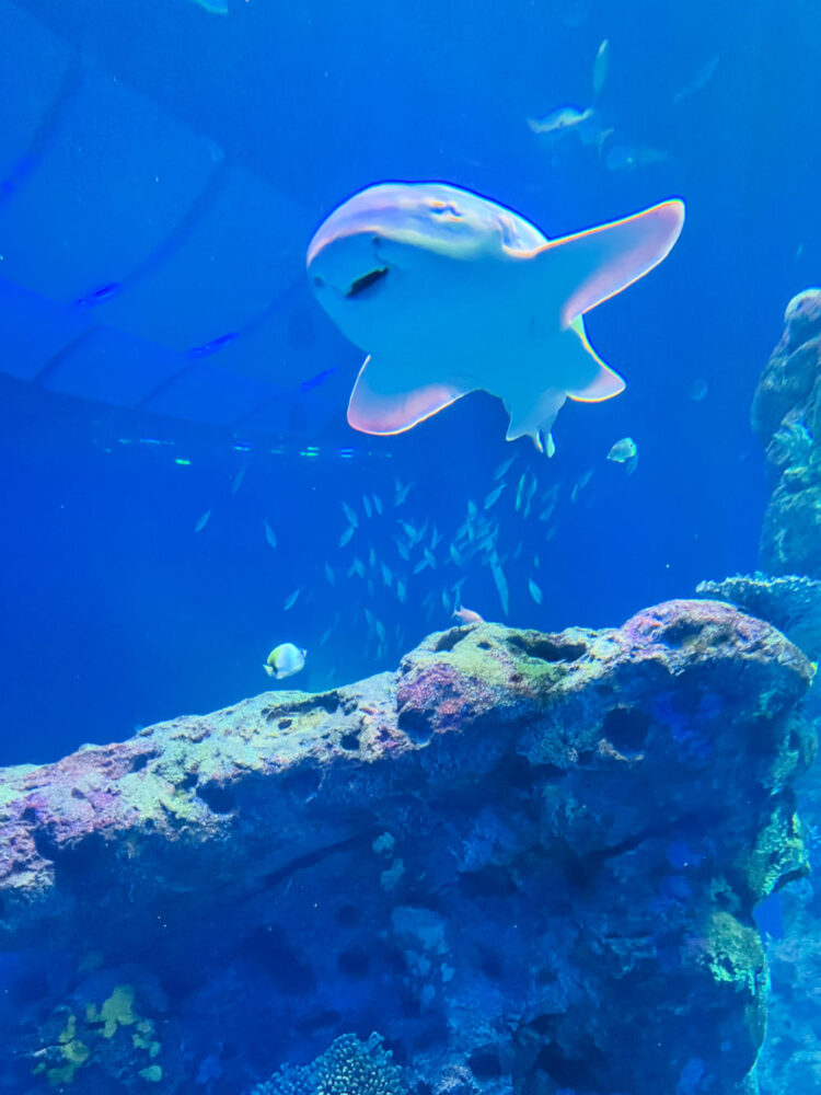 shark-tank-mississippi-aquarium