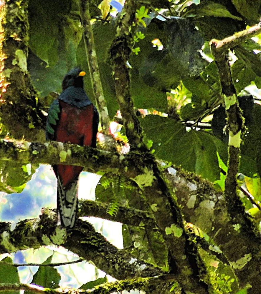 quetzal-in-tree
