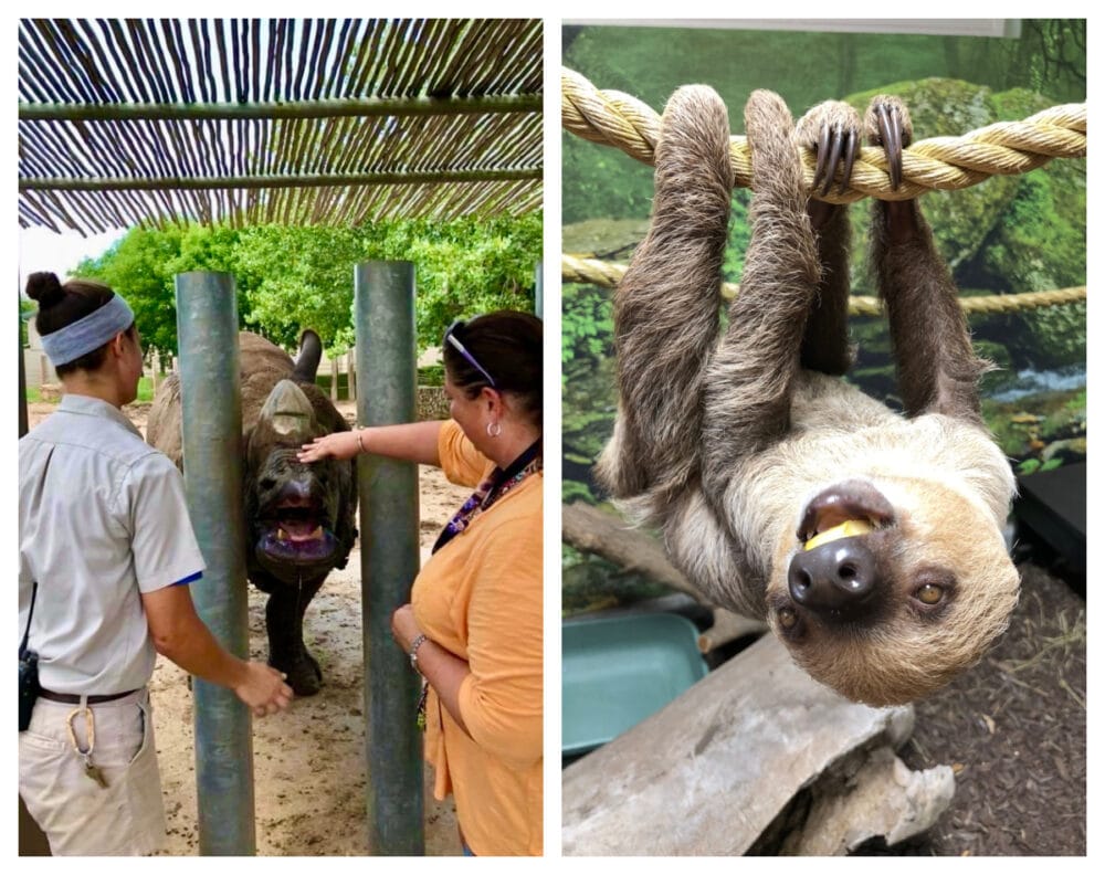 animal-encounters-tanganyika-rhino-sloth