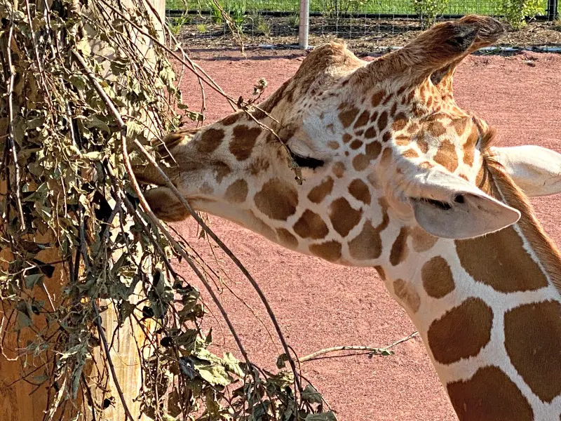 giraffe eating at Lincoln childrens zoo