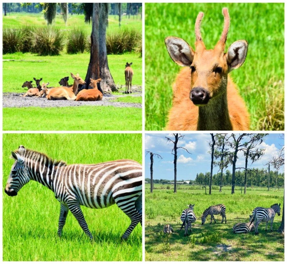 african-animals-on-site-for-viewing