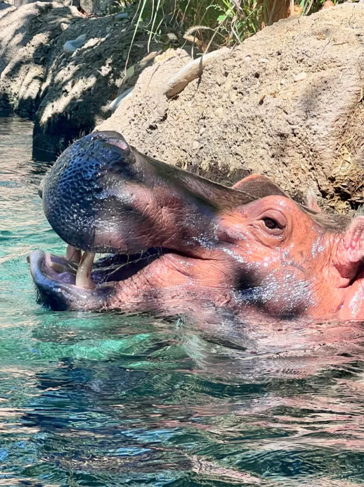 fiona-hippo-at-cincinnati-zoo