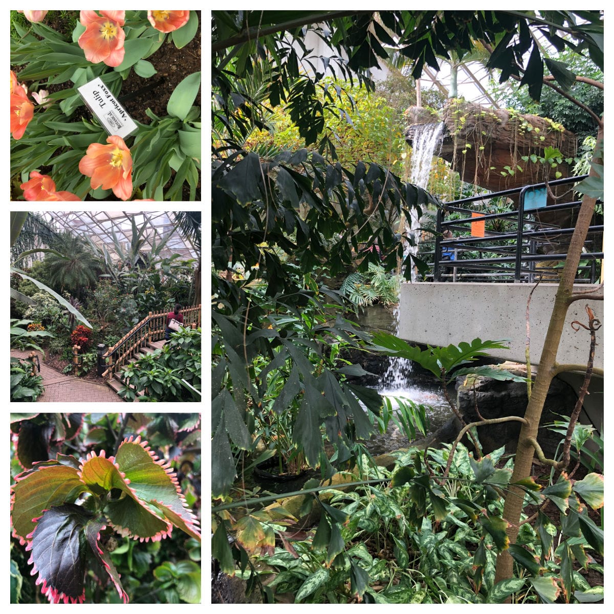 foellinger-freimann-botanical-conservatory