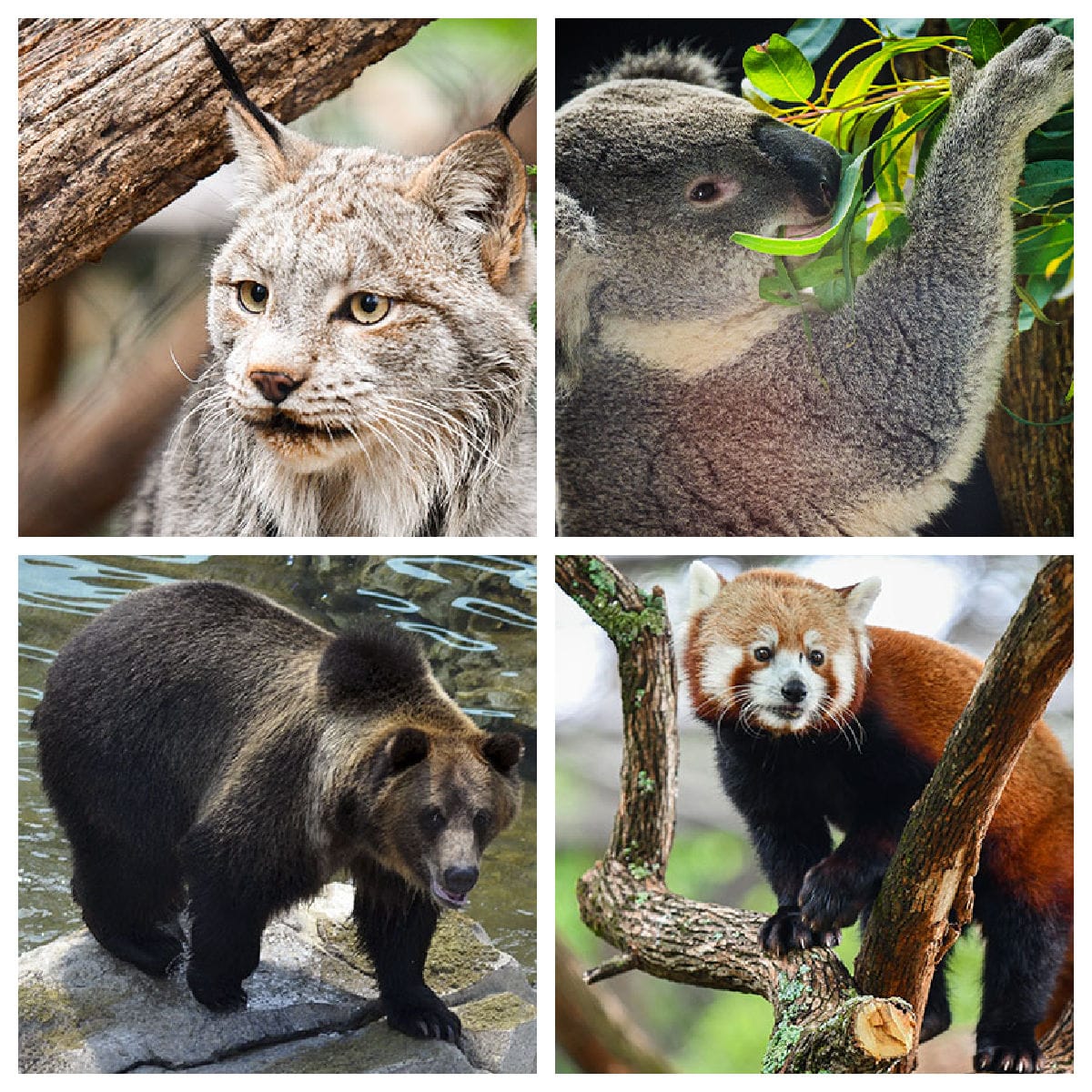 animals-at-louisville-zoo