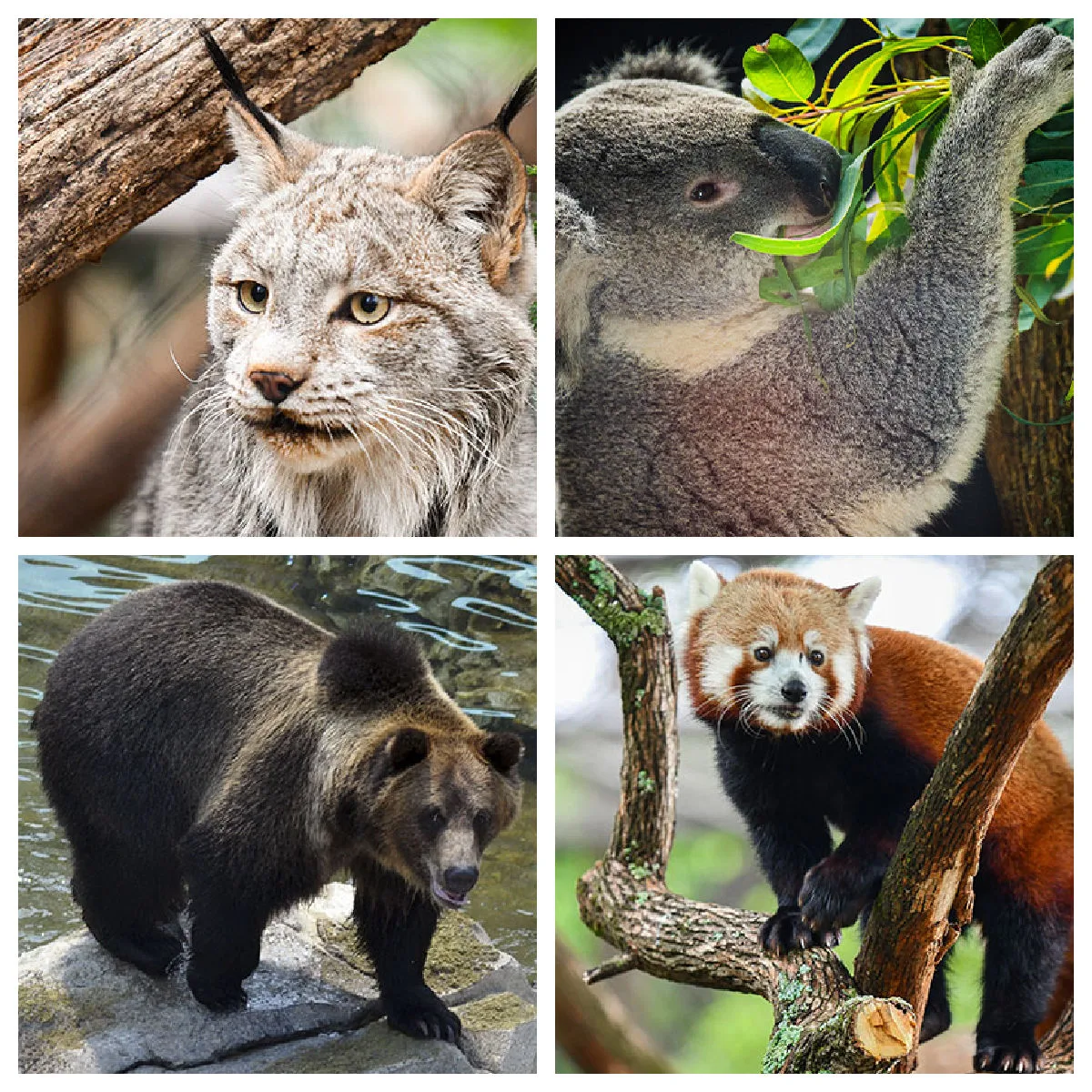 animals-at-louisville-zoo