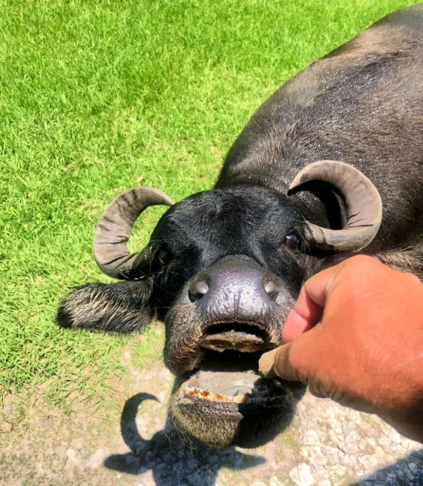 feeding-water-buffalo