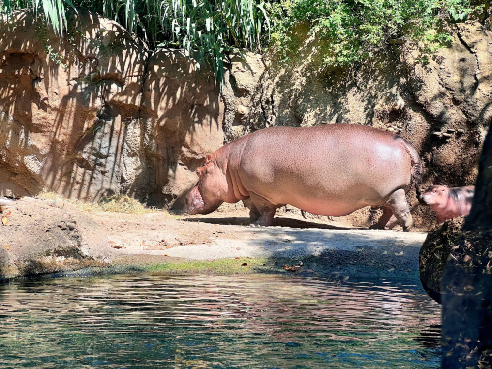fritz-and-bibi-hippos