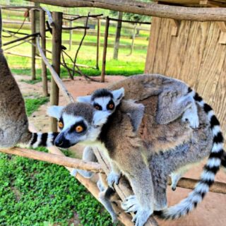 lemur-at-safari-wilderness-florida