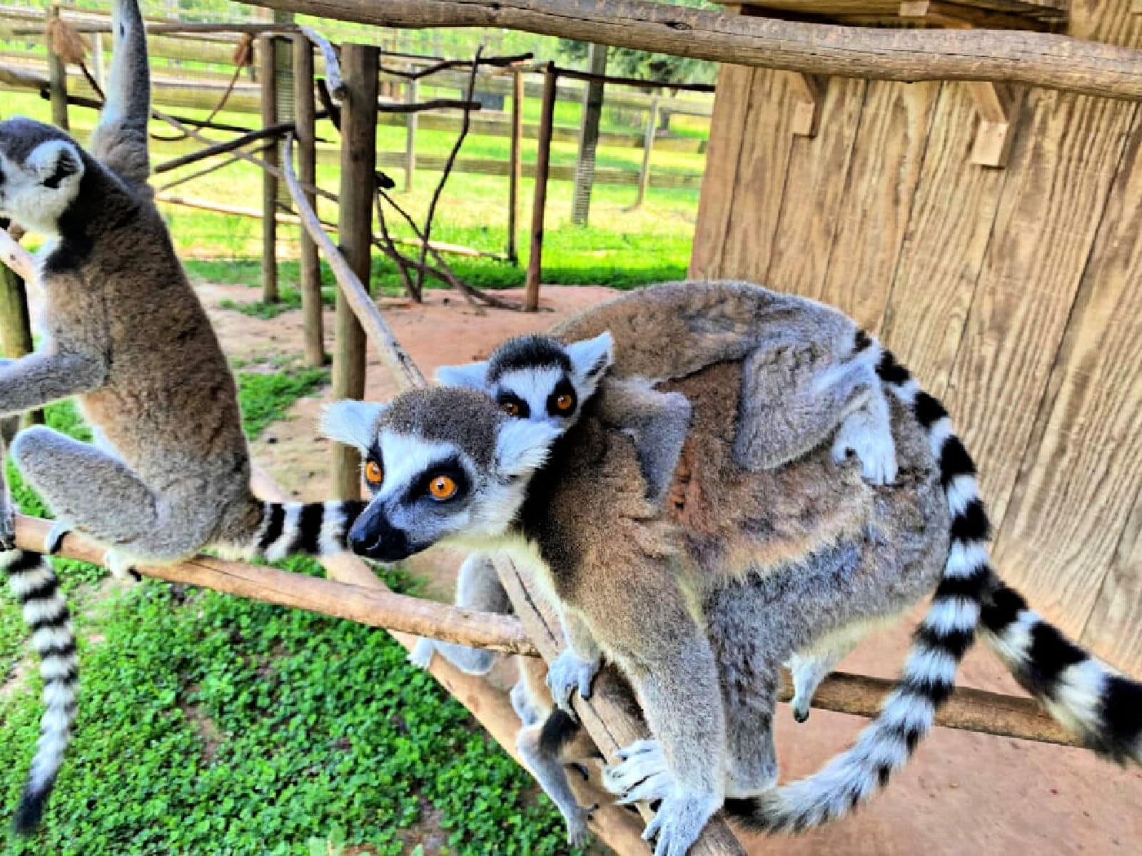 lemur-at-safari-wilderness-florida