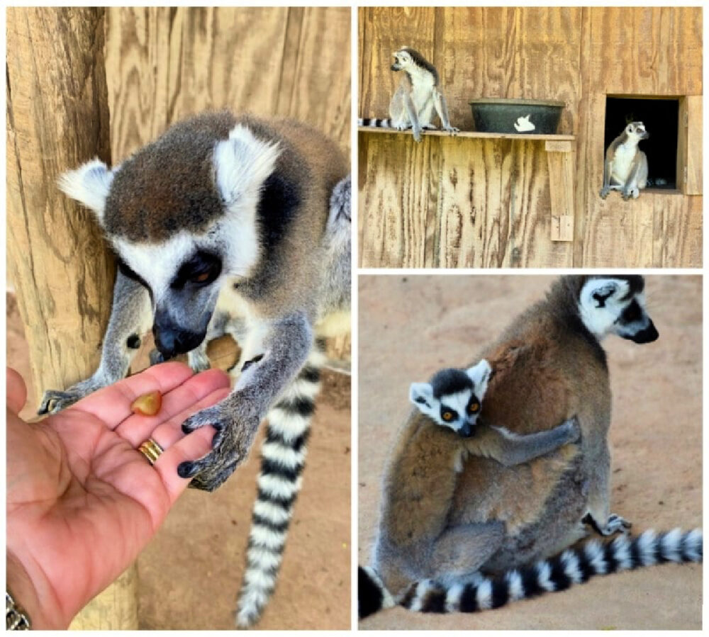 lemur-feeding-at-safari-wilderness
