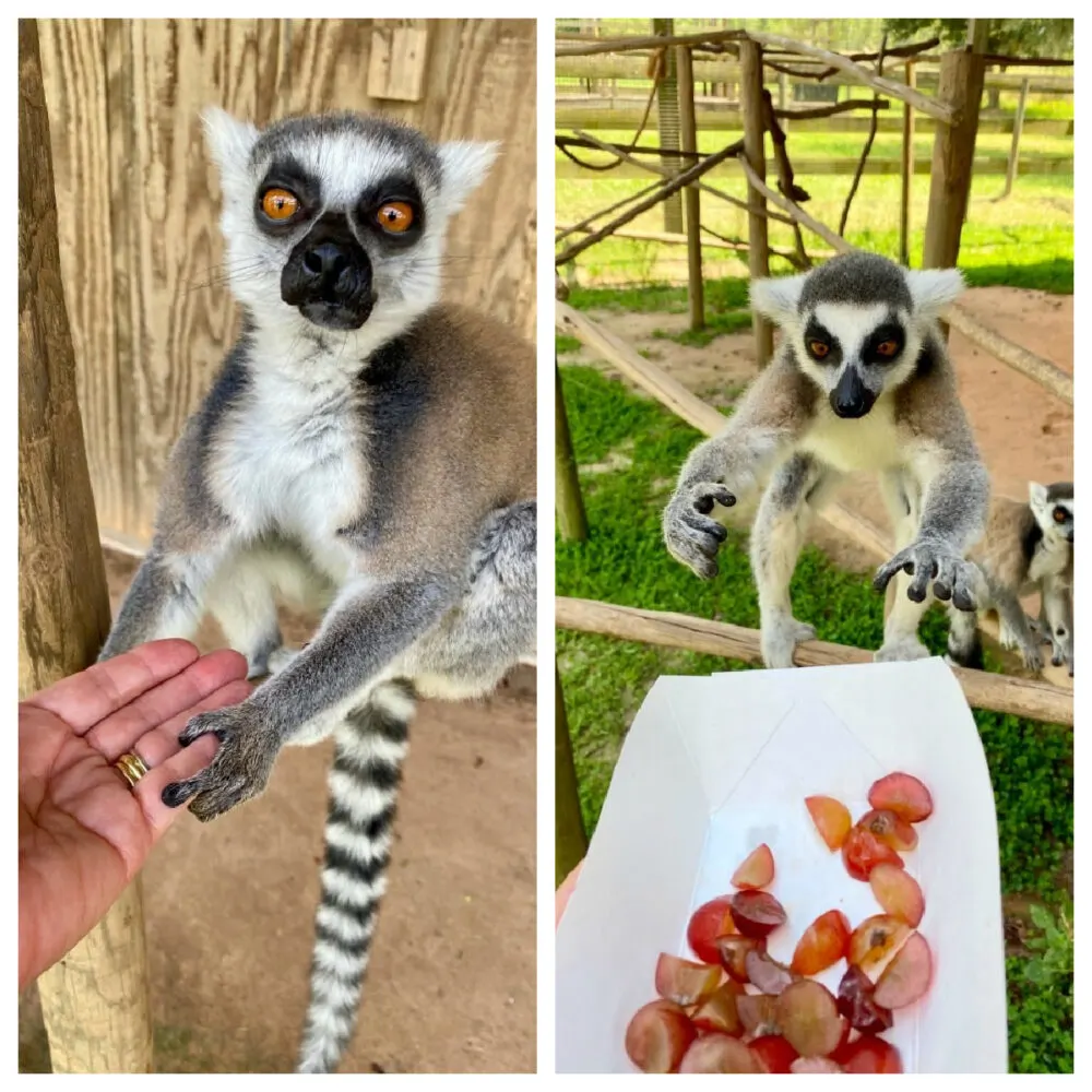 safari-wilderness-lemur-feeding