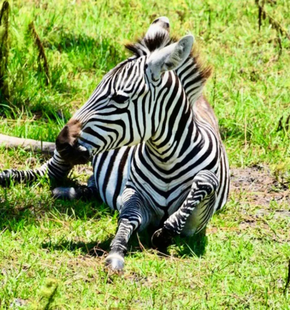 safari-wilderness-zebra