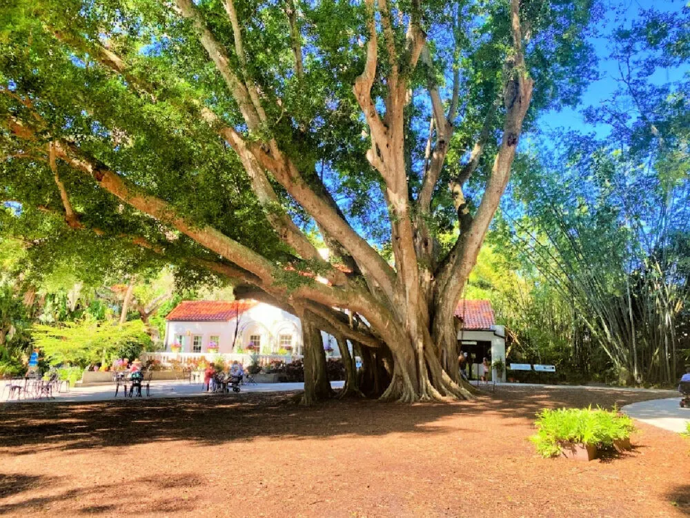 banyan-tree-at-marie-selby-gardens