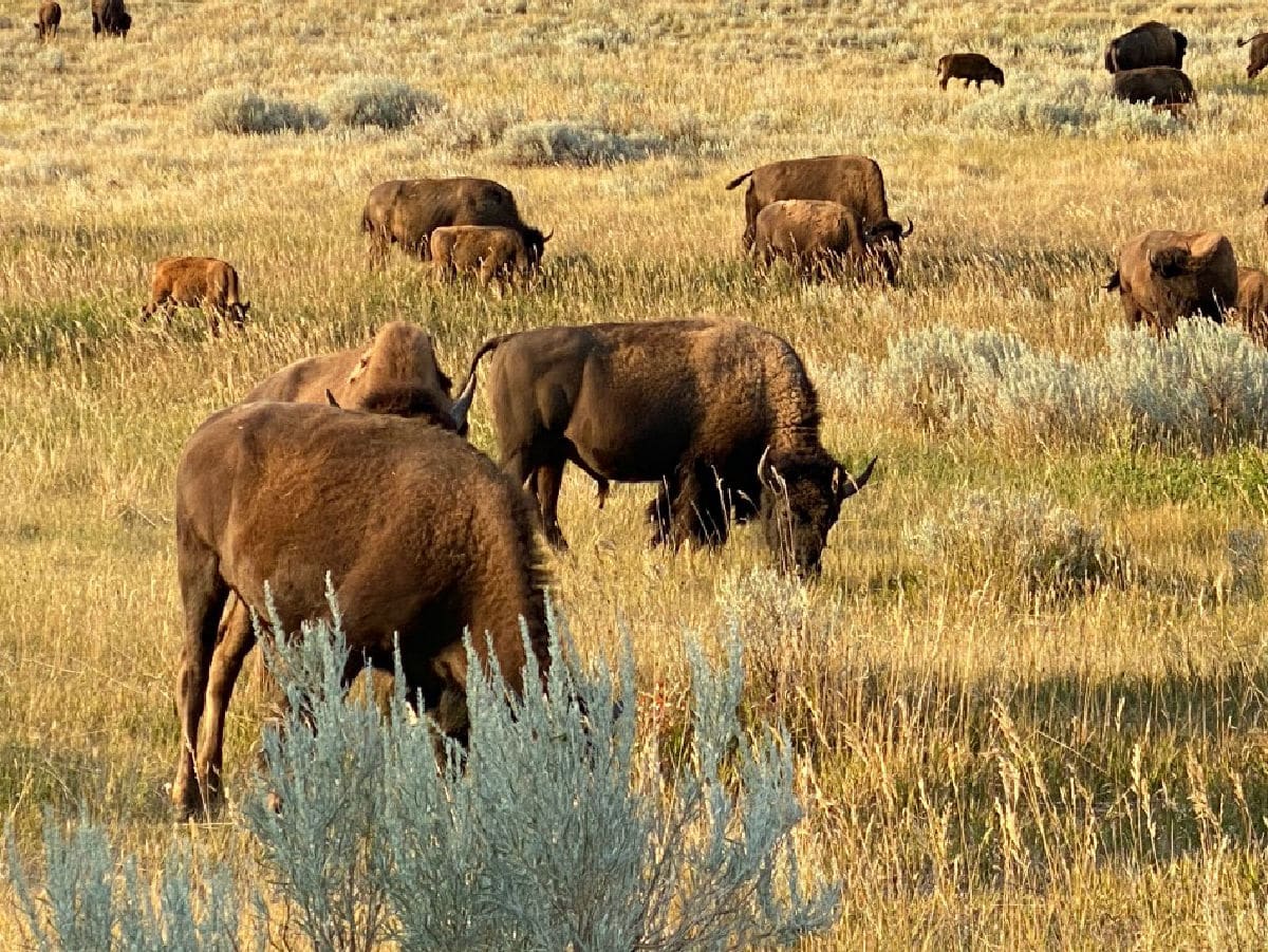 buffalo-roaming-teddy-roosevelt-national-park