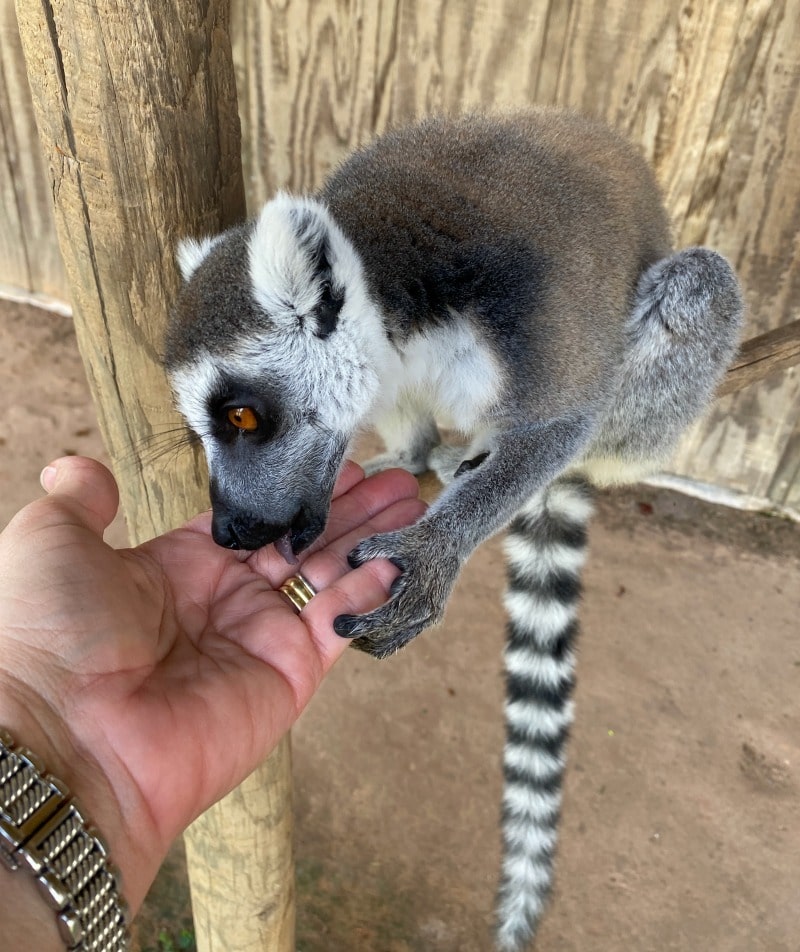 feeding a lemur a grape
