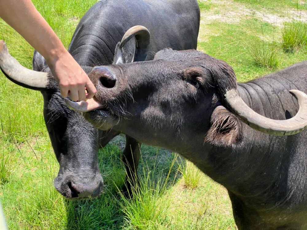 feeding-water-buffalo