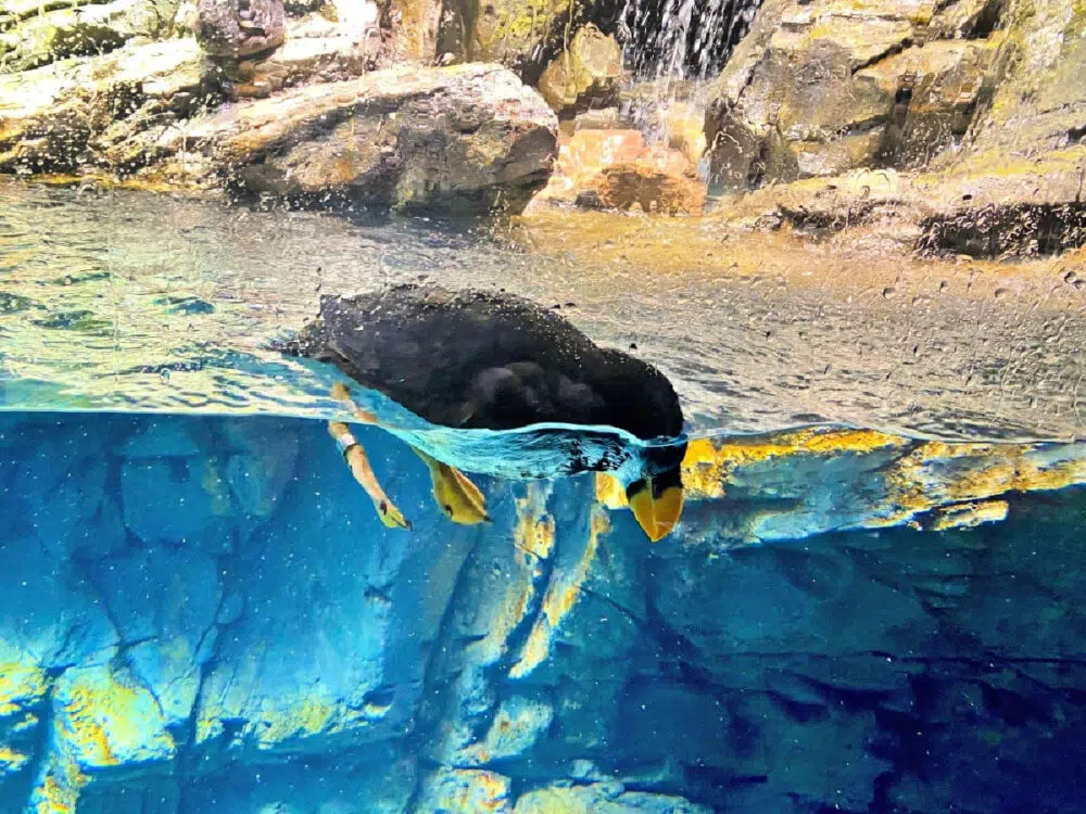 penguin-omaha-zoo-and-aquarium