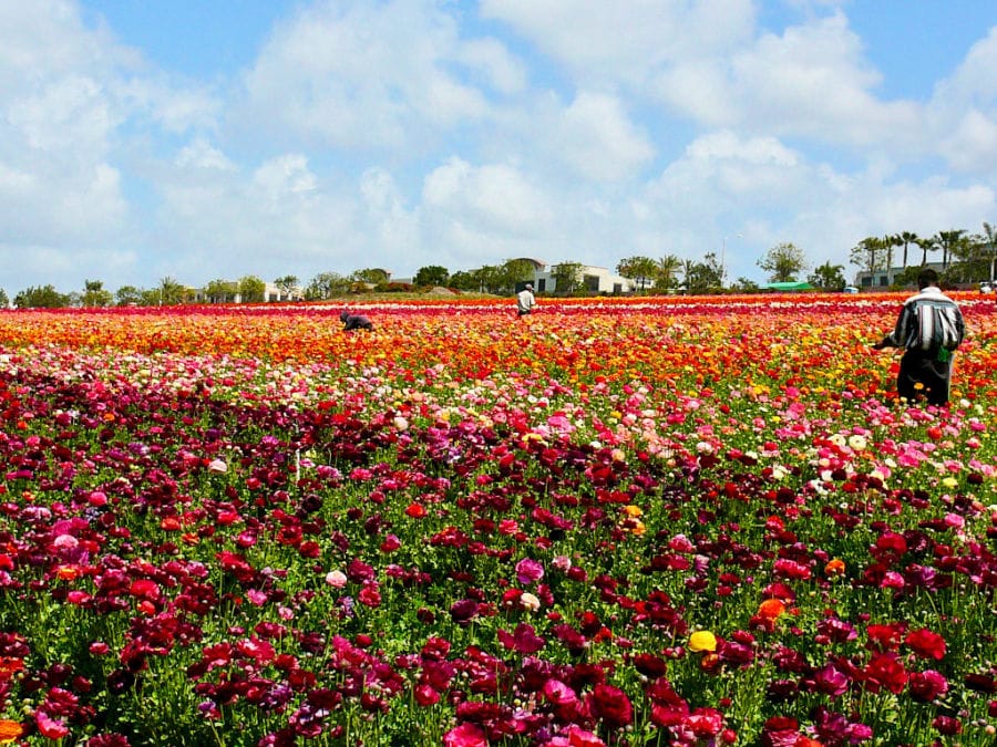 flower fields carlsbad