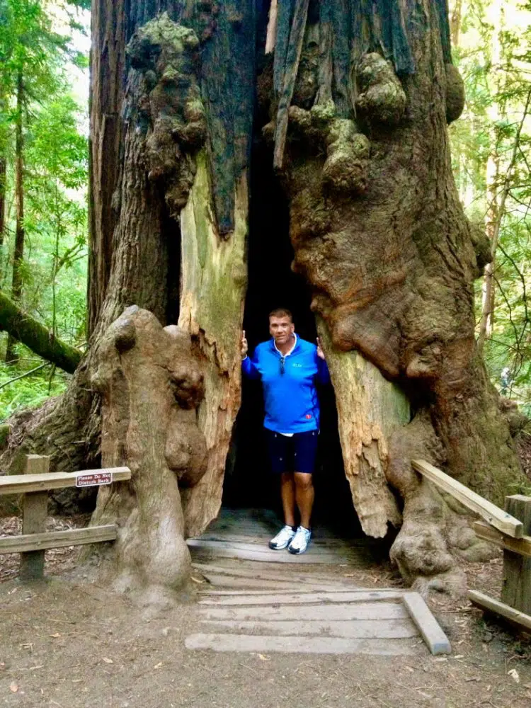 muir woods man inside tree
