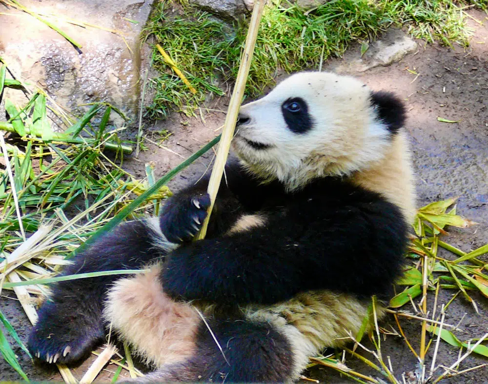 panda bear san fran zoo